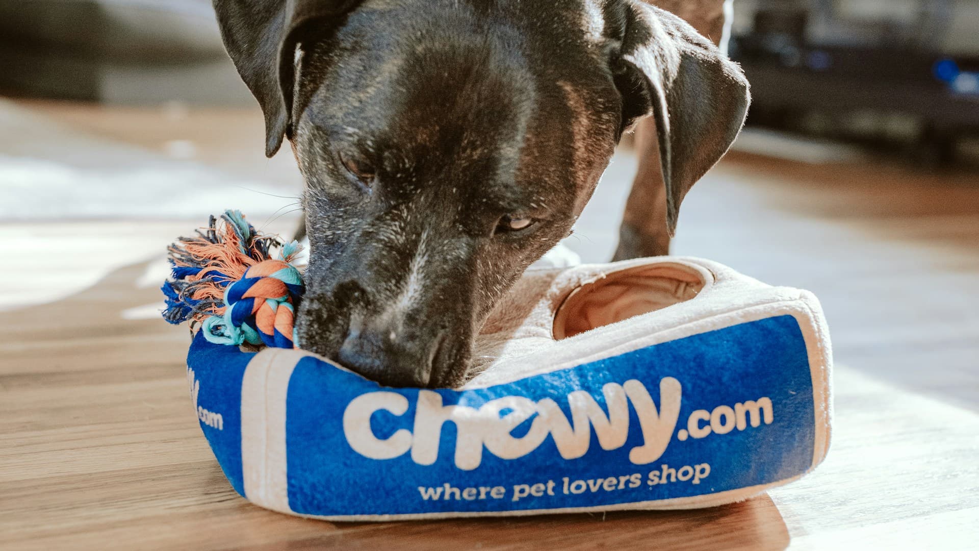 Гостиницы и пансионаты для животных